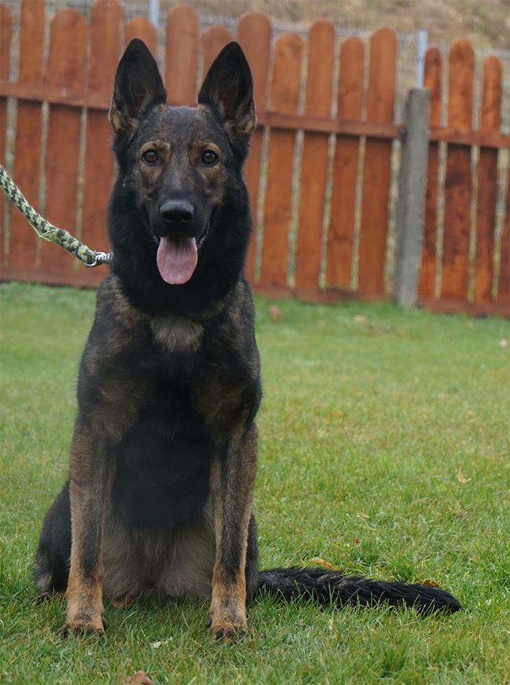 Jinopo.cz Czech, Slovak, Ddr, East German K9 Working Dogs